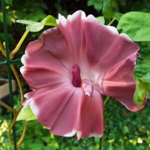 Ipomoea nil chocolate -  Trepadeira Glória da manhã Chocolate, Ipomoea cocoa chocolate, Corda de viola,