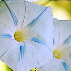 Ipomoea tricolor Blue star - Trepadeira Glória da manhã Estrela azul, Corda de viola, Campainha, Corriola
