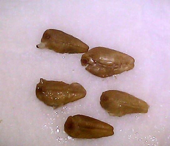 Ipomoea tricolor Blue star - Trepadeira Glória da manhã Estrela azul, Corda de viola, Campainha, Corriola - Imagem 3