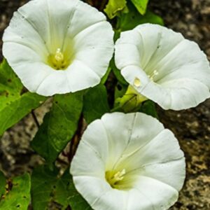 Ipomoea tricolor Pearly gates - Trepadeira Glória da manhã Portões de pérolas, Corda de viola, Campainha, Corrio