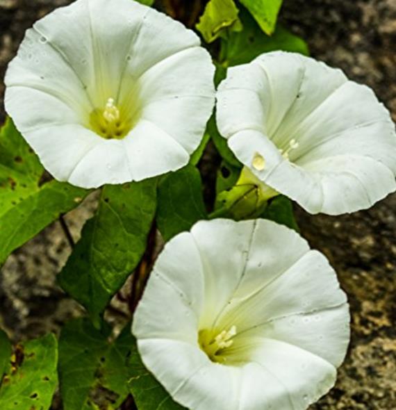 Ipomoea tricolor Pearly gates - Trepadeira Glória da manhã Portões de pérolas, Corda de viola, Campainha, Corrio