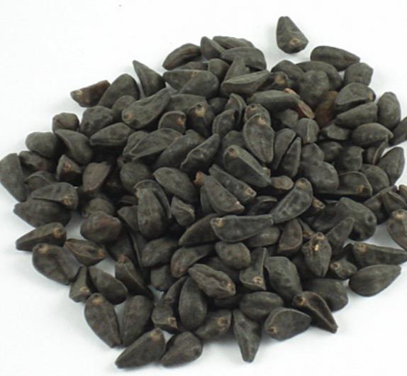 Ipomoea tricolor Pearly gates - Trepadeira Glória da manhã Portões de pérolas, Corda de viola, Campainha, Corrio - Imagem 2