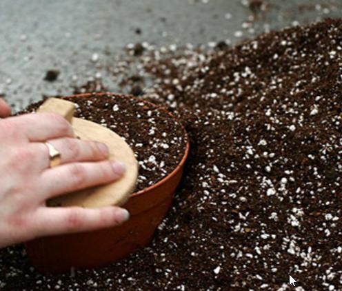 Ipomoea tricolor Pearly gates - Trepadeira Glória da manhã Portões de pérolas, Corda de viola, Campainha, Corrio - Imagem 3
