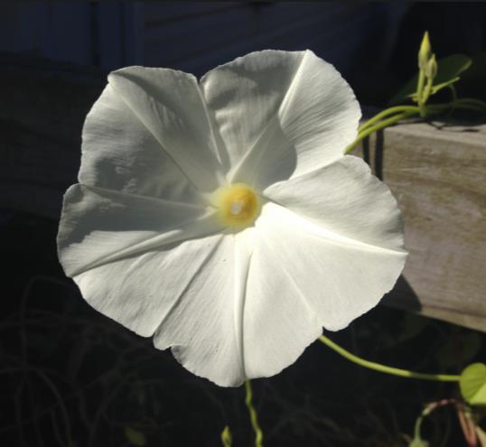 Ipomoea tricolor Pearly gates - Trepadeira Glória da manhã Portões de pérolas, Corda de viola, Campainha, Corrio - Imagem 4