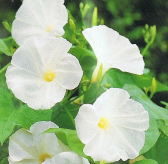 Ipomoea tricolor Pearly gates - Trepadeira Glória da manhã Portões de pérolas, Corda de viola, Campainha, Corrio - Imagem 5