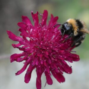 Knautia macedonica - Escabiosa Macedônia, Flor Viúva, Escabiosa do Campo, Flor Alfineteira
