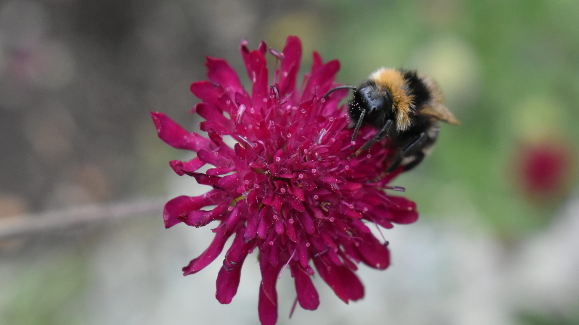 Knautia macedonica - Escabiosa Macedônia, Flor Viúva, Escabiosa do Campo, Flor Alfineteira