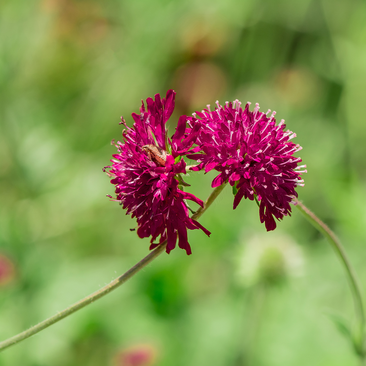 Knautia macedonica - Escabiosa Macedônia, Flor Viúva, Escabiosa do Campo, Flor Alfineteira - Imagem 2