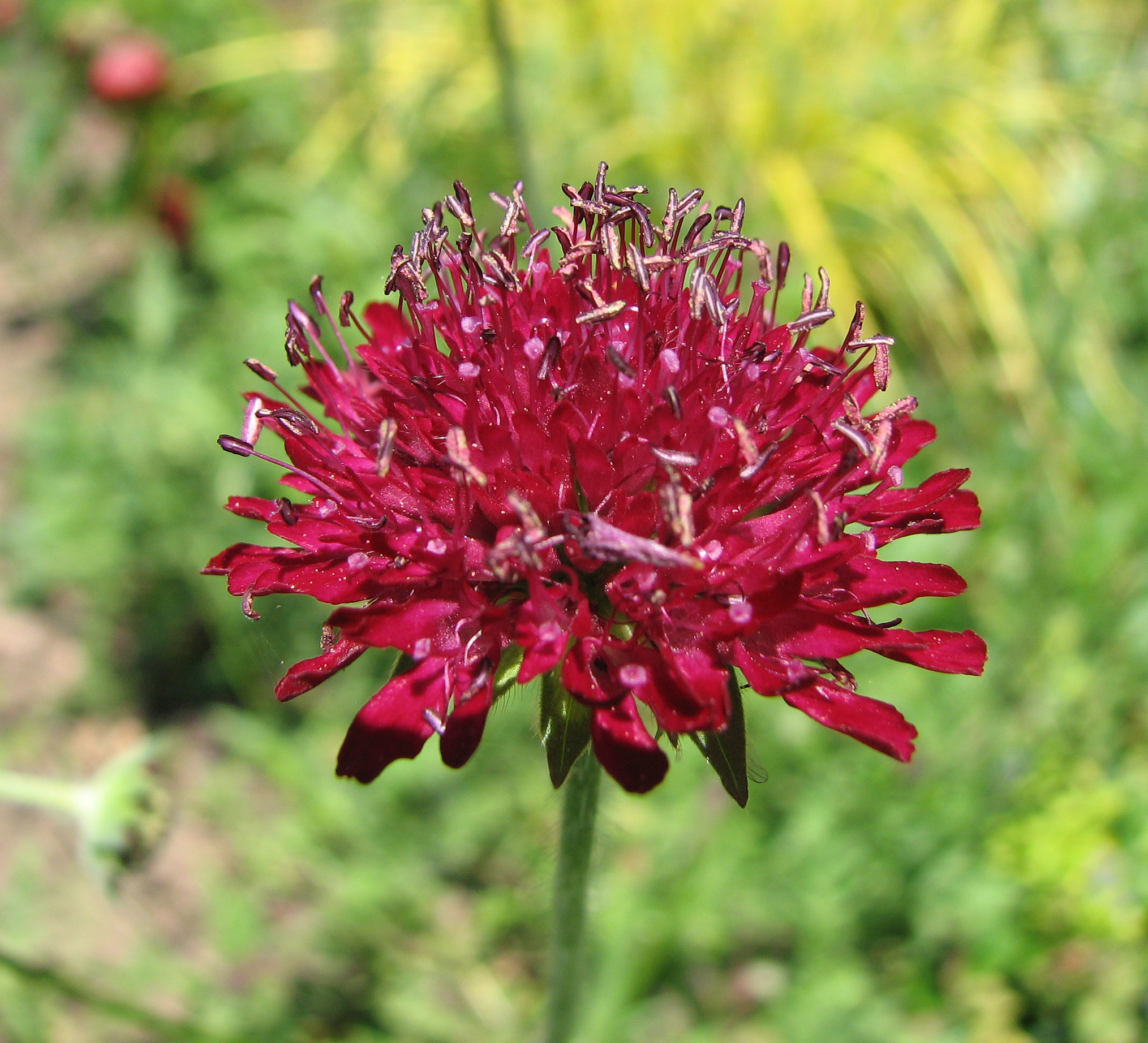 Knautia macedonica - Escabiosa Macedônia, Flor Viúva, Escabiosa do Campo, Flor Alfineteira - Imagem 4