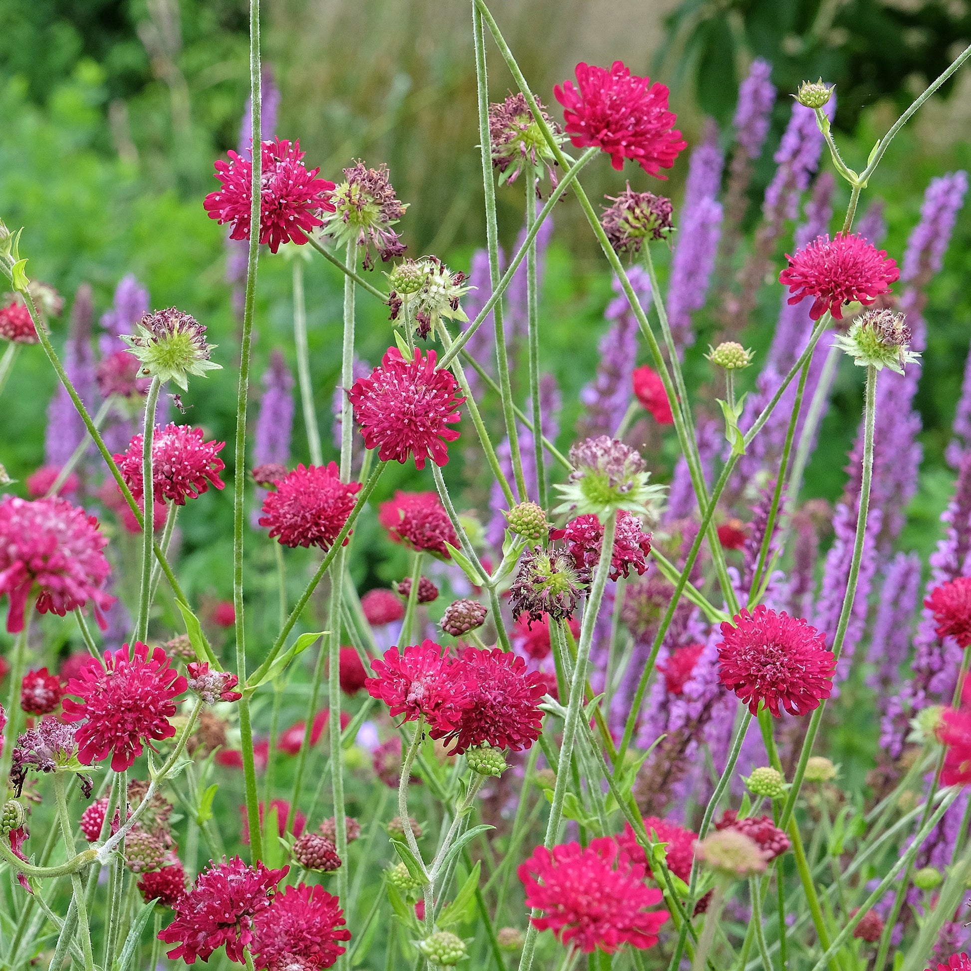 Knautia macedonica - Escabiosa Macedônia, Flor Viúva, Escabiosa do Campo, Flor Alfineteira - Imagem 7