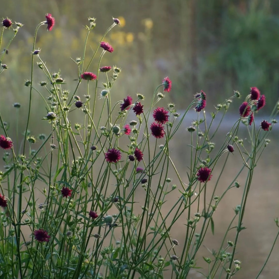 Knautia macedonica - Escabiosa Macedônia, Flor Viúva, Escabiosa do Campo, Flor Alfineteira - Imagem 9