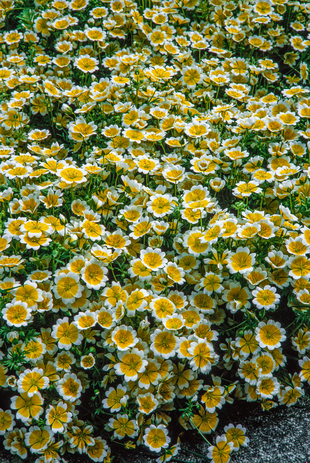 Limnanthes douglasii - Planta-ovo-pochê, Espuma do Prado, Flor do Ovo - Imagem 3