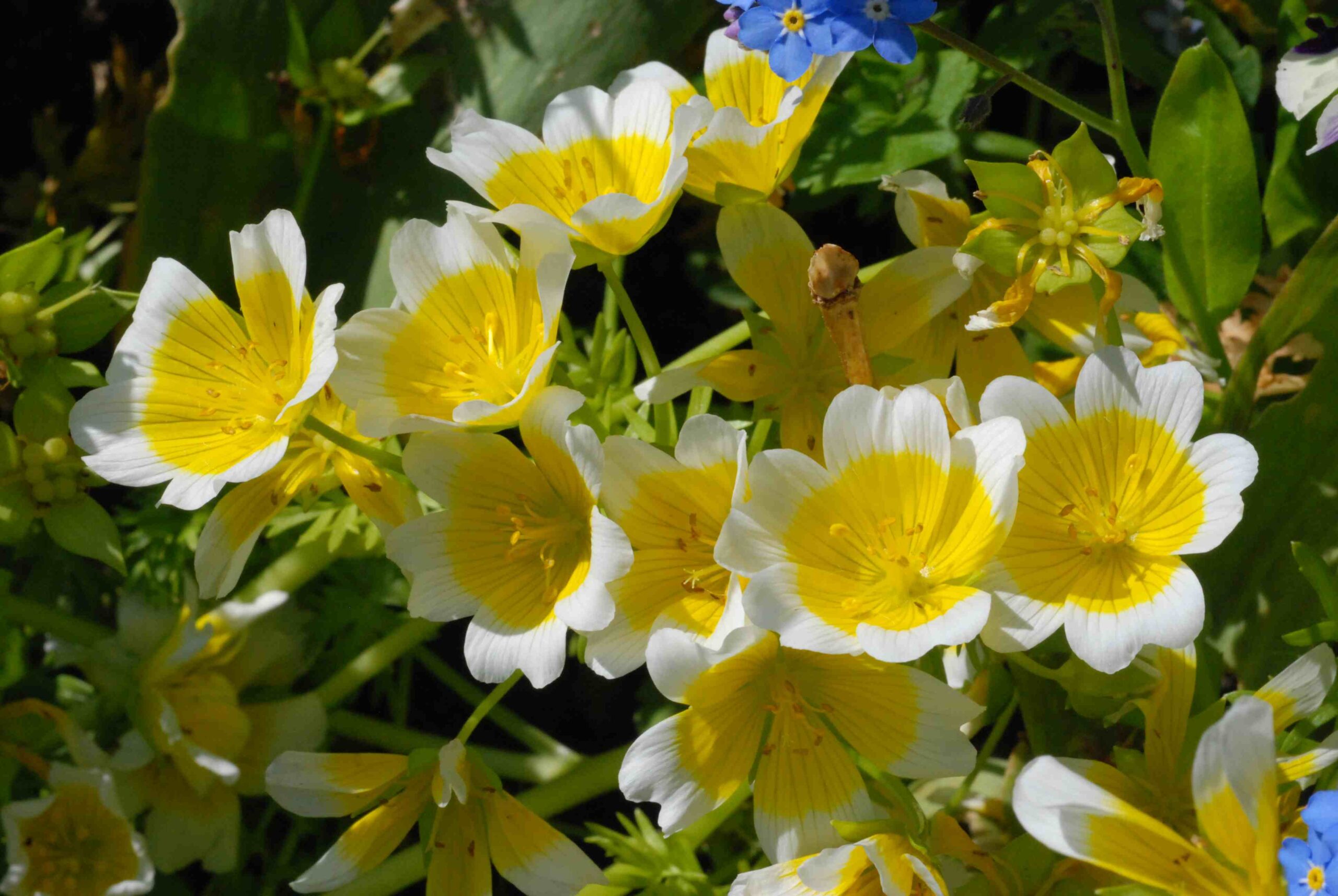 Limnanthes douglasii - Planta-ovo-pochê, Espuma do Prado, Flor do Ovo - Imagem 5