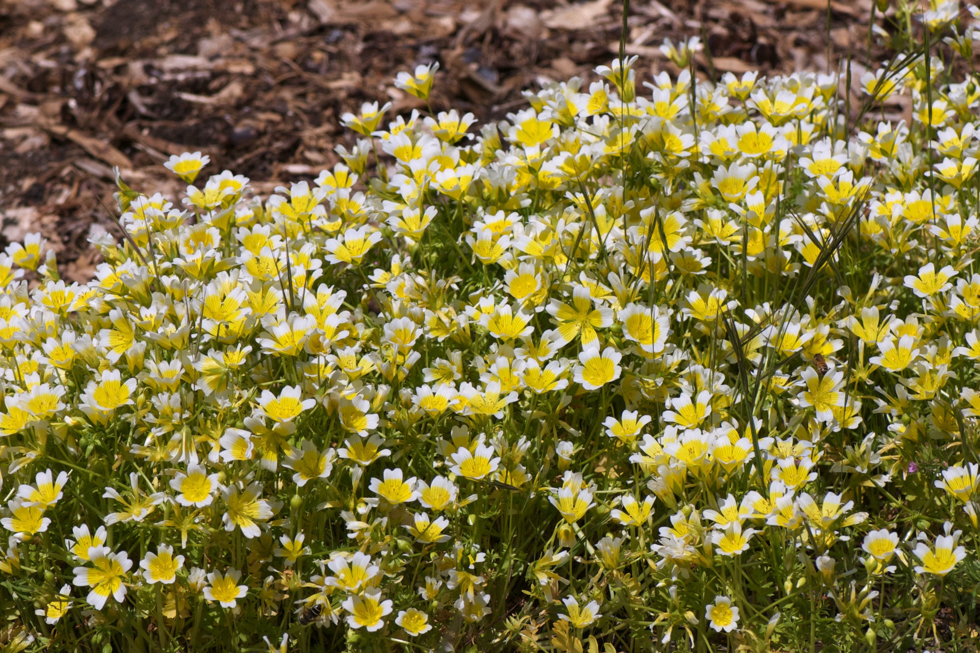 Limnanthes douglasii - Planta-ovo-pochê, Espuma do Prado, Flor do Ovo - Imagem 10