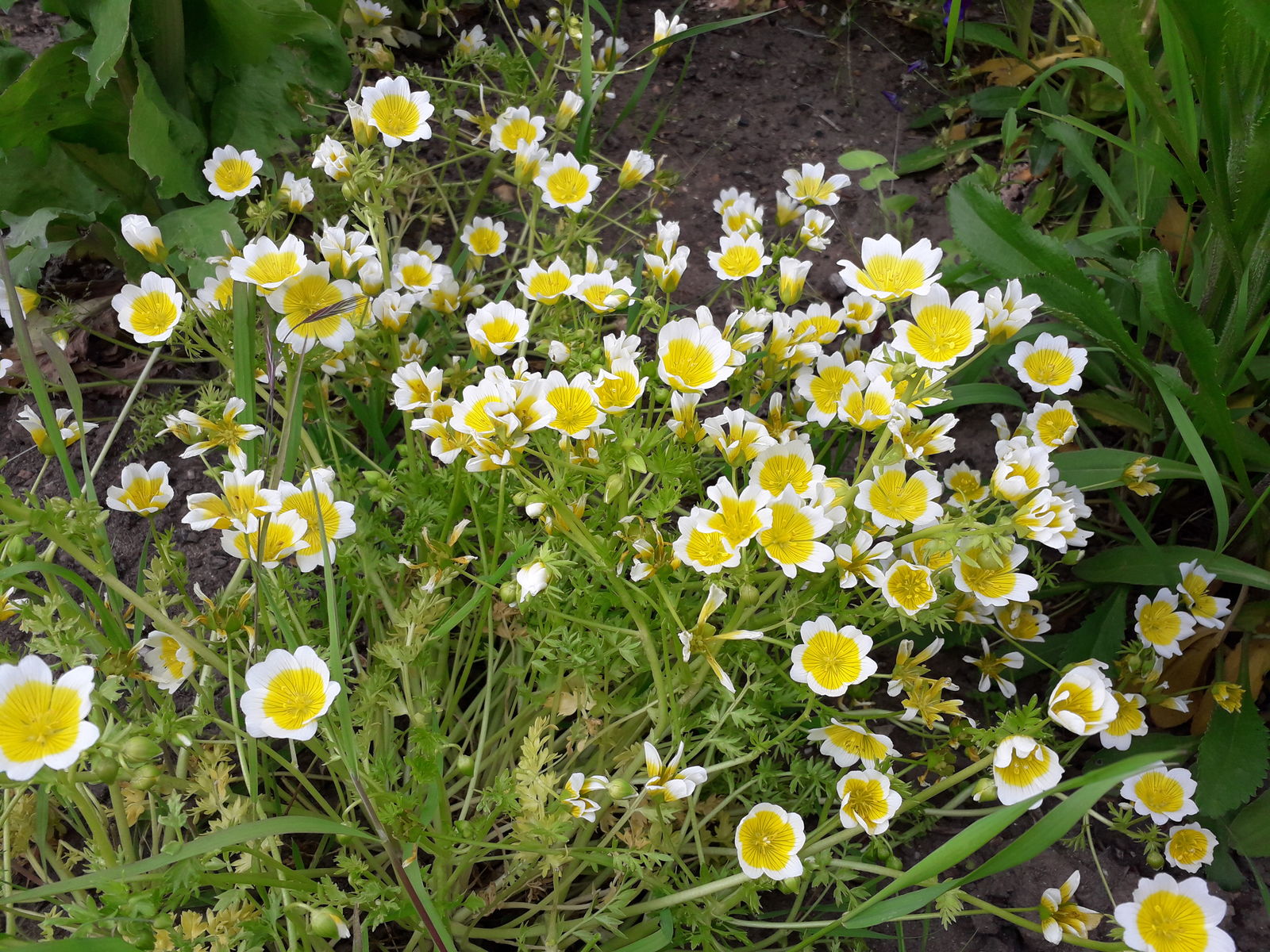 Limnanthes douglasii - Planta-ovo-pochê, Espuma do Prado, Flor do Ovo - Imagem 12