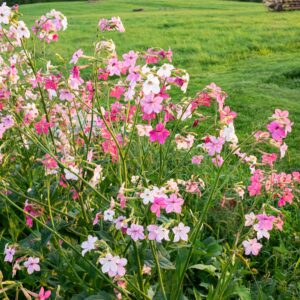 Nicotiana mutabilis 'Marshmallow' Tricolor - Tabaco em Flor, Nicotiana Marshmallow, Flowering Tobacco