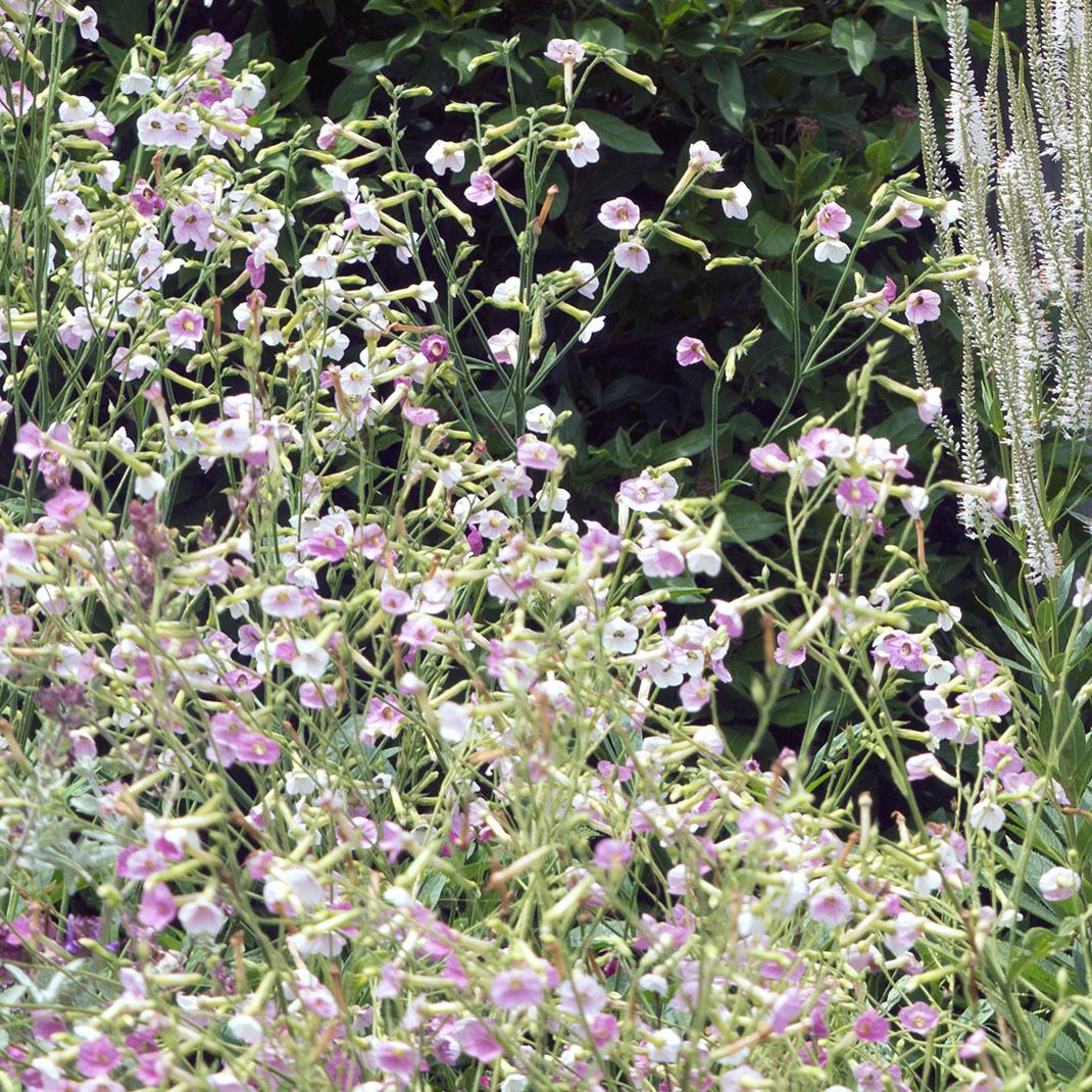 Nicotiana mutabilis 'Marshmallow' Tricolor - Tabaco em Flor, Nicotiana Marshmallow, Flowering Tobacco - Imagem 2