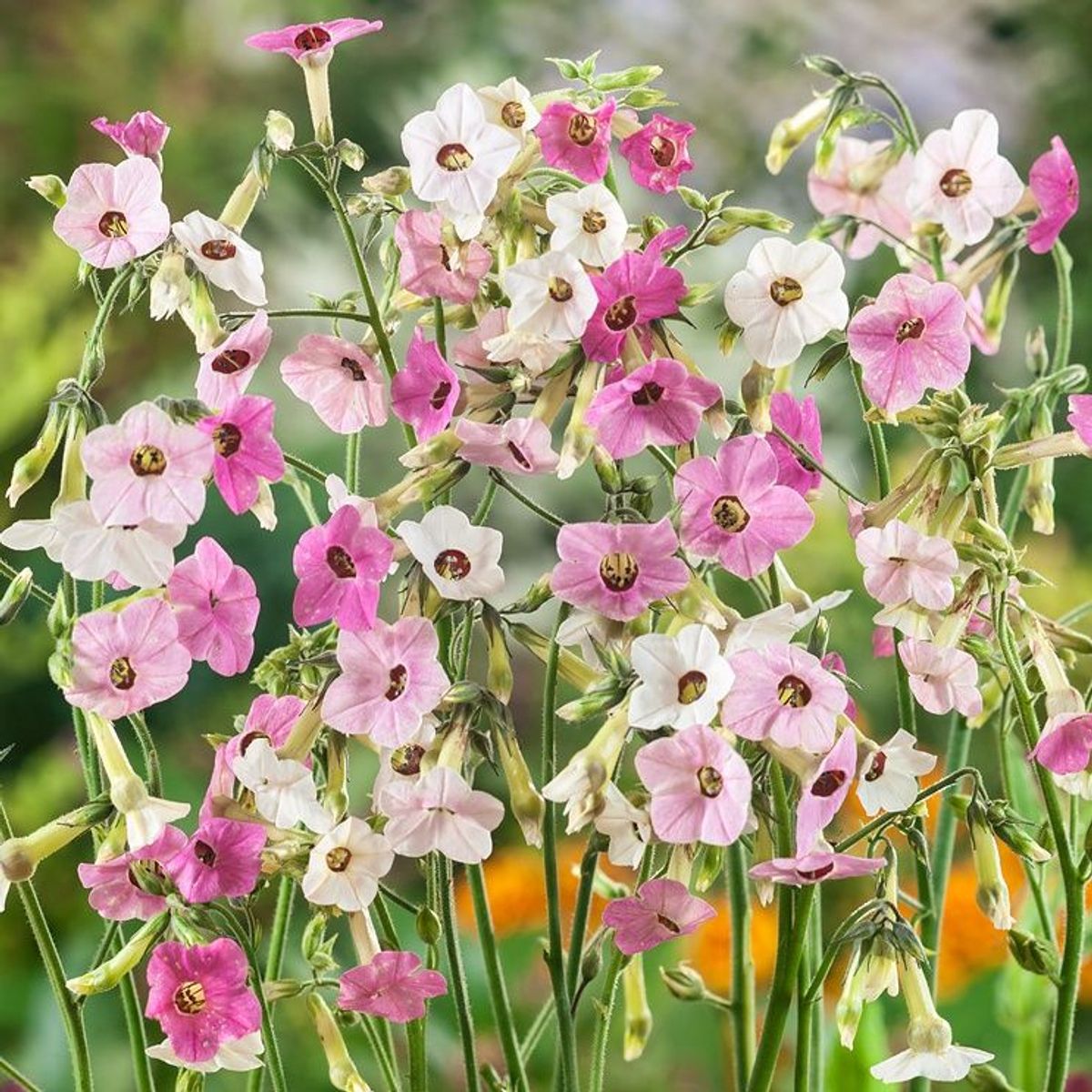 Nicotiana mutabilis 'Marshmallow' Tricolor - Tabaco em Flor, Nicotiana Marshmallow, Flowering Tobacco - Imagem 3
