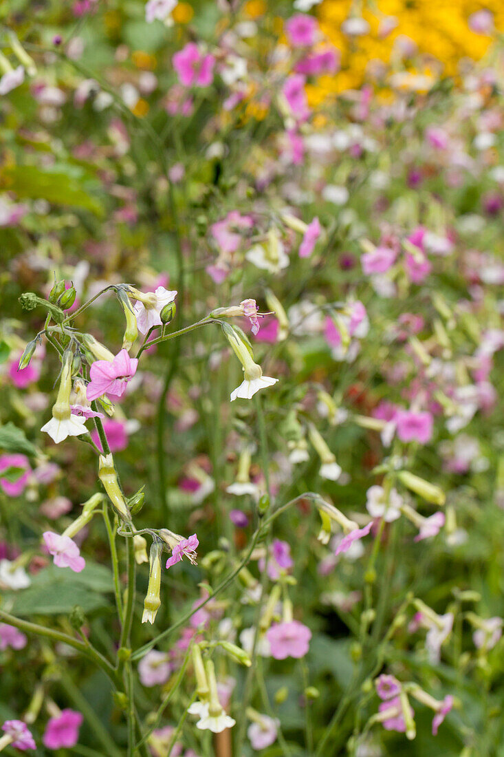 Nicotiana mutabilis 'Marshmallow' Tricolor - Tabaco em Flor, Nicotiana Marshmallow, Flowering Tobacco - Imagem 4