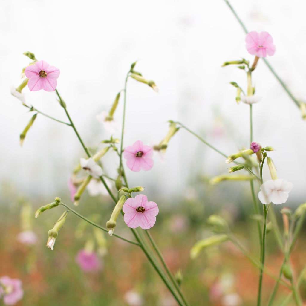 Nicotiana mutabilis 'Marshmallow' Tricolor - Tabaco em Flor, Nicotiana Marshmallow, Flowering Tobacco - Imagem 5