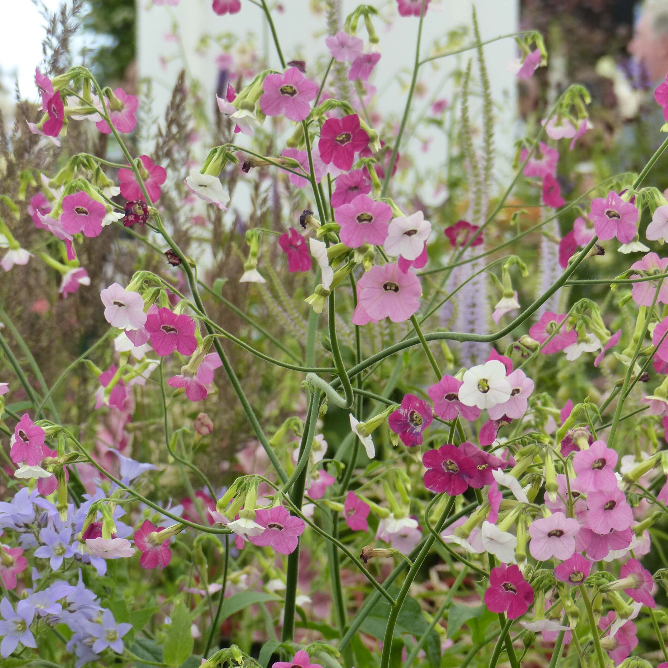 Nicotiana mutabilis 'Marshmallow' Tricolor - Tabaco em Flor, Nicotiana Marshmallow, Flowering Tobacco - Imagem 6