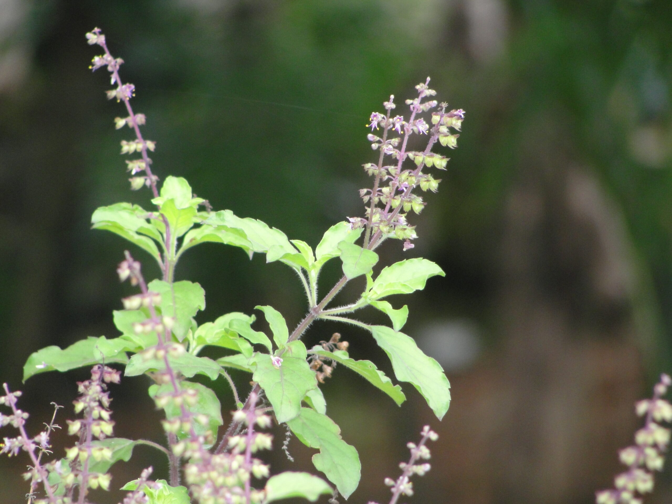 Ocimum tenuiflorum - Manjericão Sagrado, Manjericão-Santo, Tulsi - Imagem 2