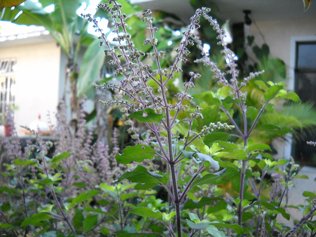Ocimum tenuiflorum - Manjericão Sagrado, Manjericão-Santo, Tulsi - Imagem 3