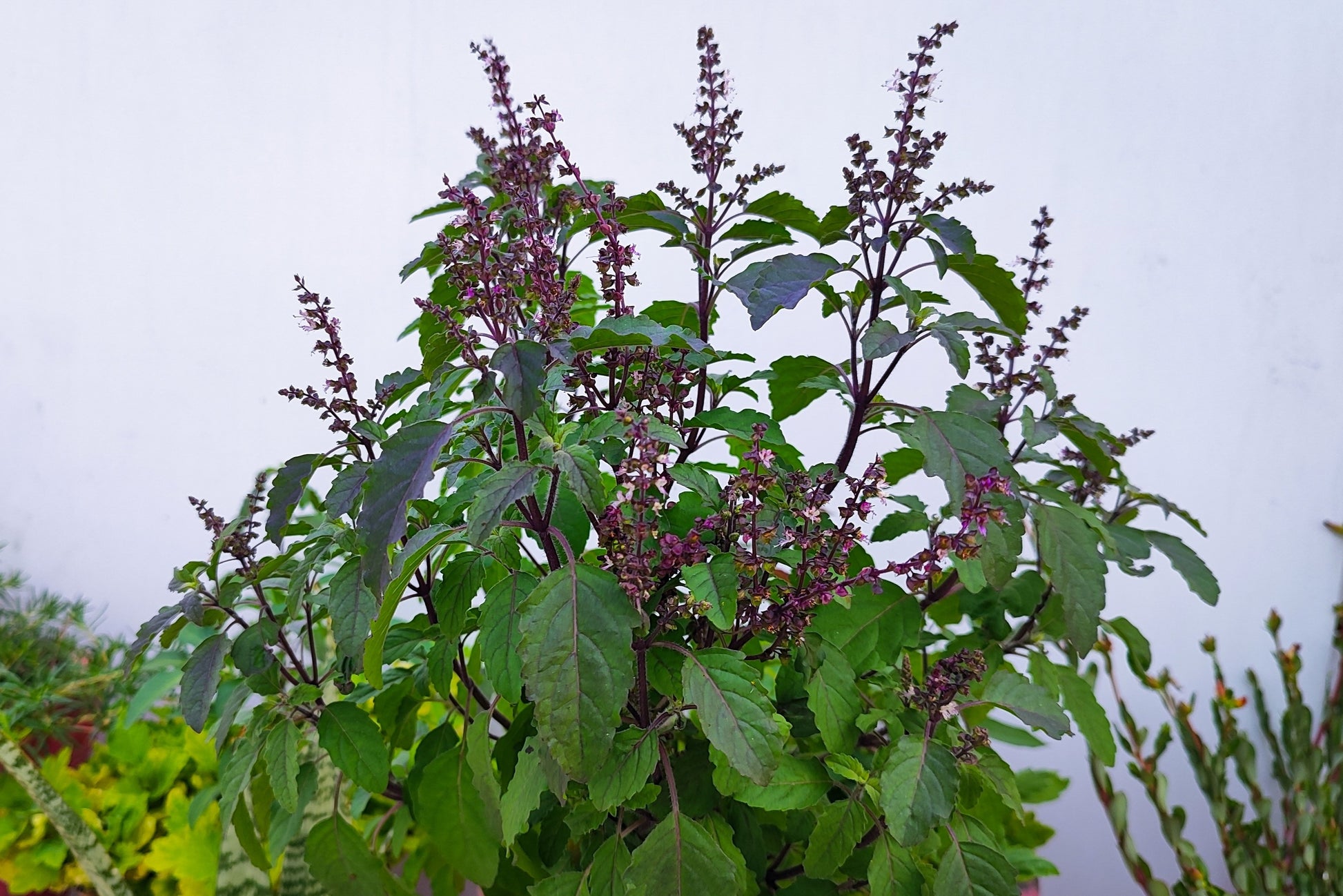 Ocimum tenuiflorum - Manjericão Sagrado, Manjericão-Santo, Tulsi - Imagem 5