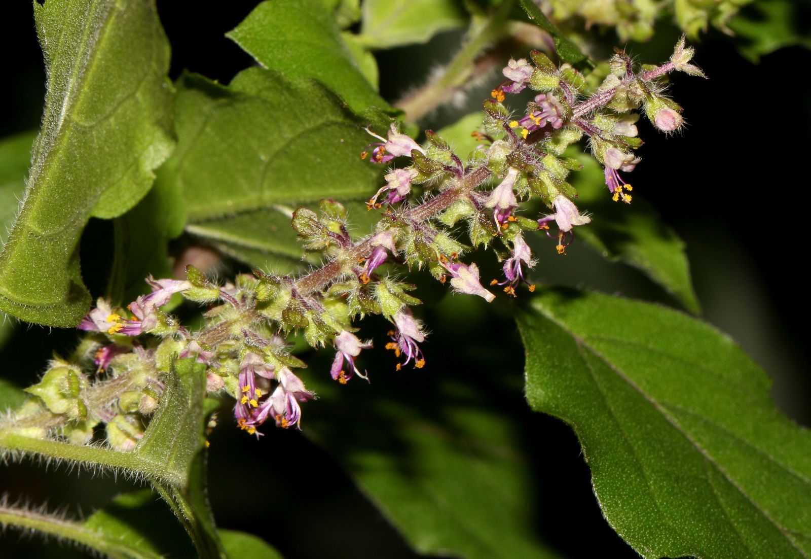 Ocimum tenuiflorum - Manjericão Sagrado, Manjericão-Santo, Tulsi - Imagem 6