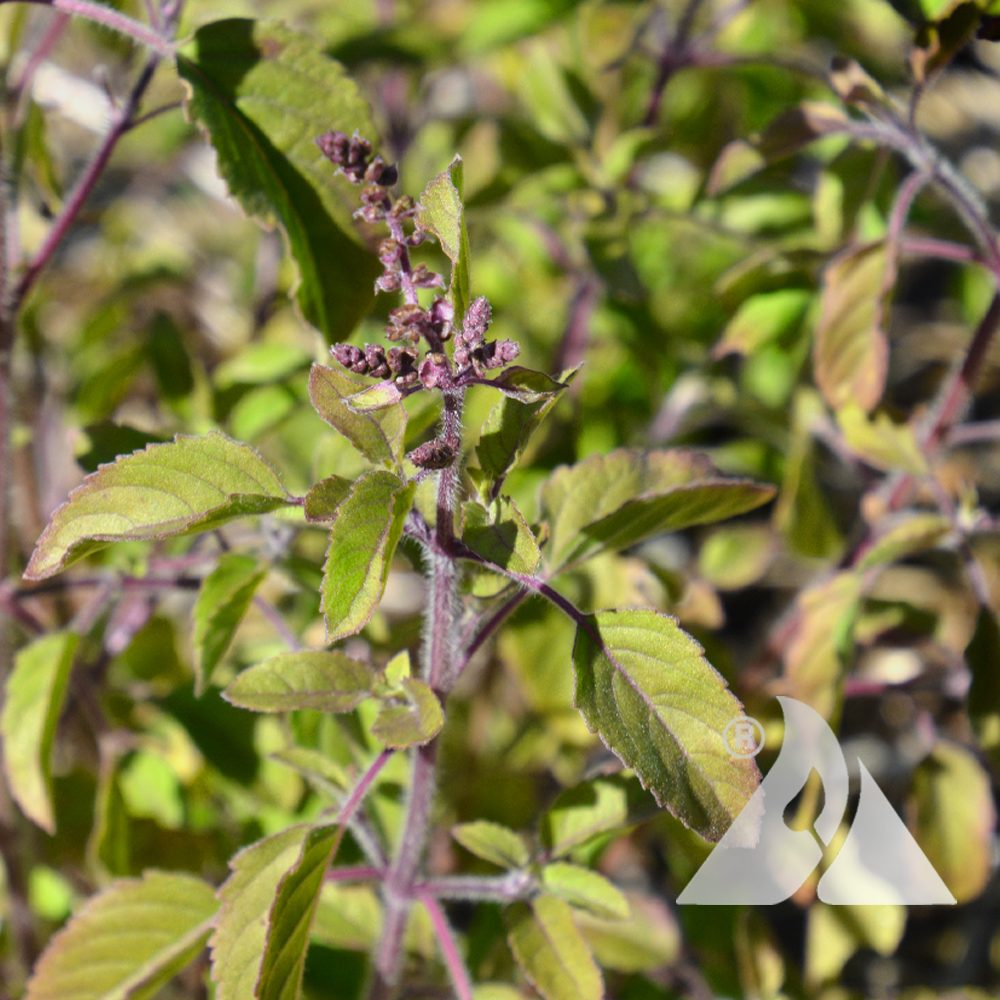 Ocimum tenuiflorum - Manjericão Sagrado, Manjericão-Santo, Tulsi - Imagem 7