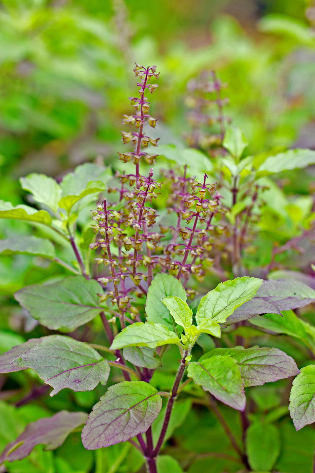 Ocimum tenuiflorum - Manjericão Sagrado, Manjericão-Santo, Tulsi - Imagem 9