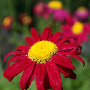 Tanacetum coccineum ‘Robinson's Red’ - Margarida Pintada, Piretro Vermelho