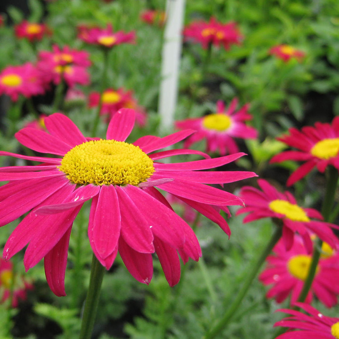 Tanacetum coccineum ‘Robinson's Red’ - Margarida Pintada, Piretro Vermelho - Imagem 2