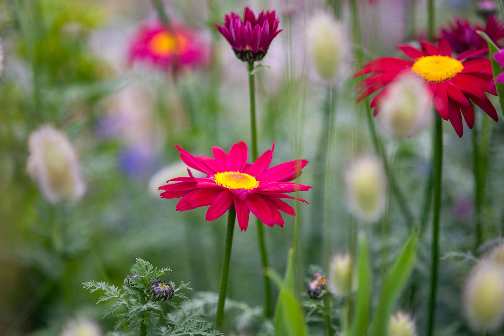 Tanacetum coccineum ‘Robinson's Red’ - Margarida Pintada, Piretro Vermelho - Imagem 3