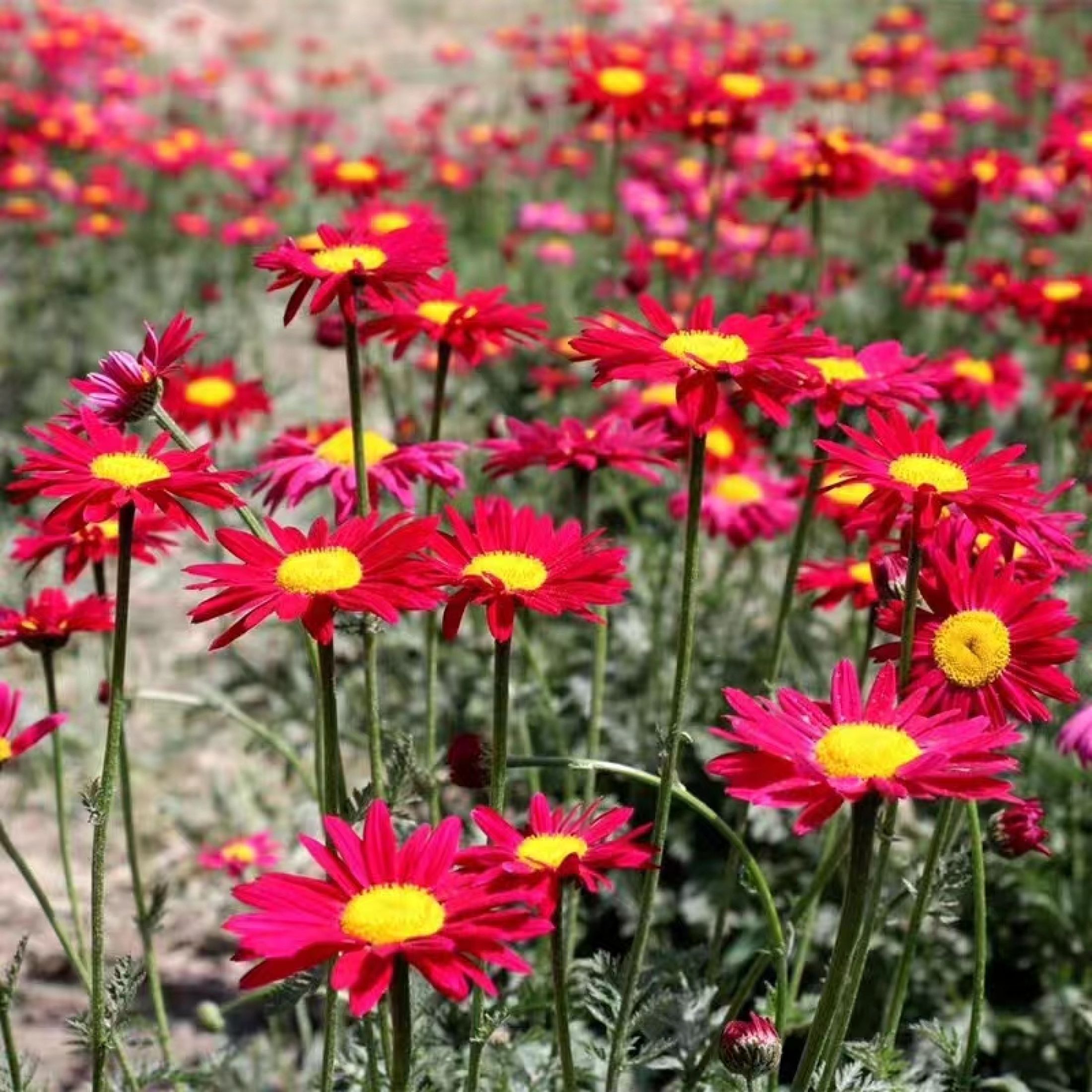 Tanacetum coccineum ‘Robinson's Red’ - Margarida Pintada, Piretro Vermelho - Imagem 4