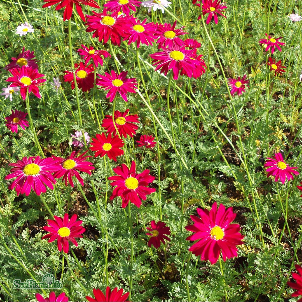 Tanacetum coccineum ‘Robinson's Red’ - Margarida Pintada, Piretro Vermelho - Imagem 6