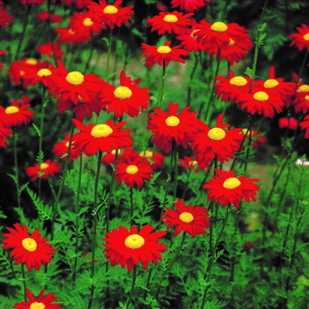 Tanacetum coccineum ‘Robinson's Red’ - Margarida Pintada, Piretro Vermelho - Imagem 7