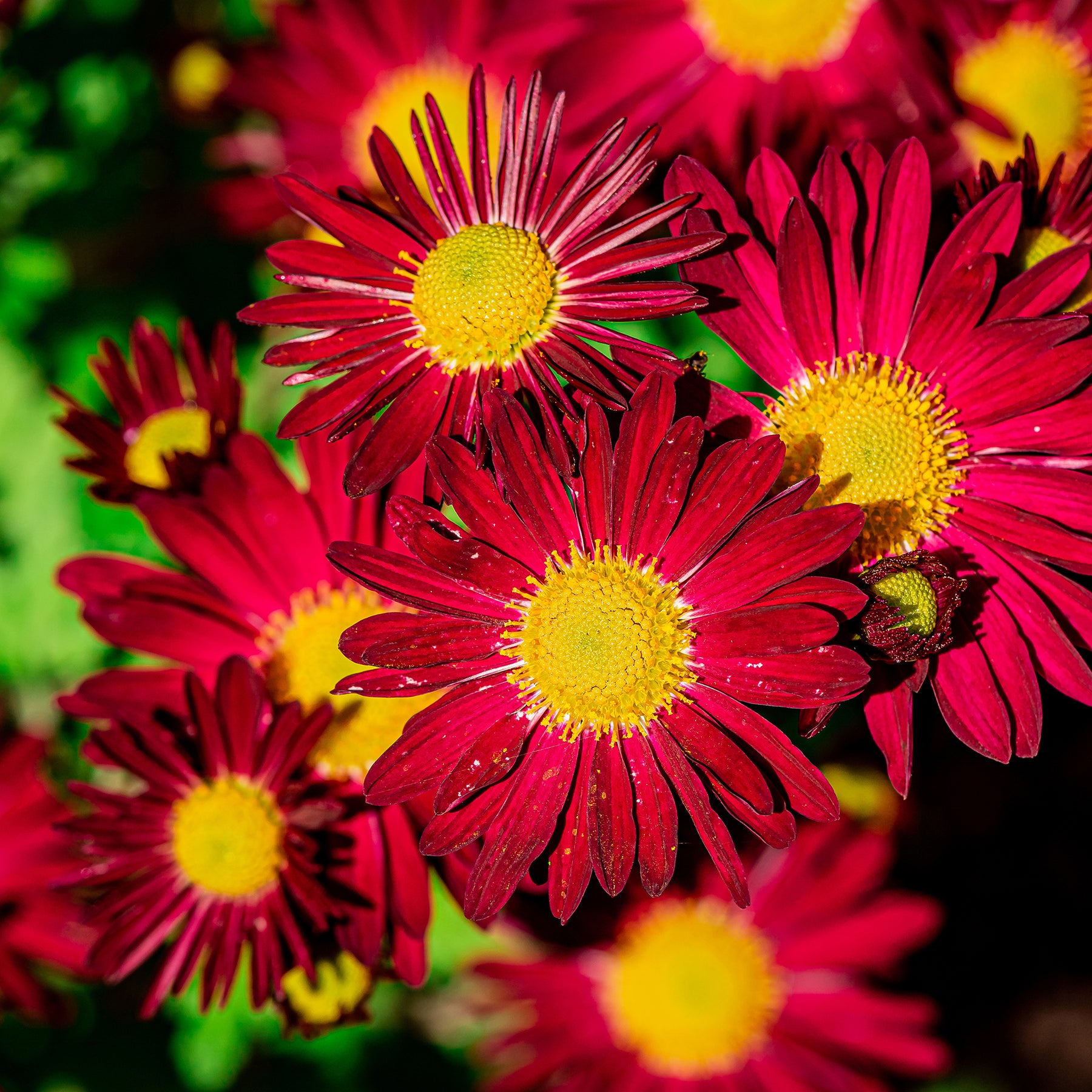 Tanacetum coccineum ‘Robinson's Red’ - Margarida Pintada, Piretro Vermelho - Imagem 8