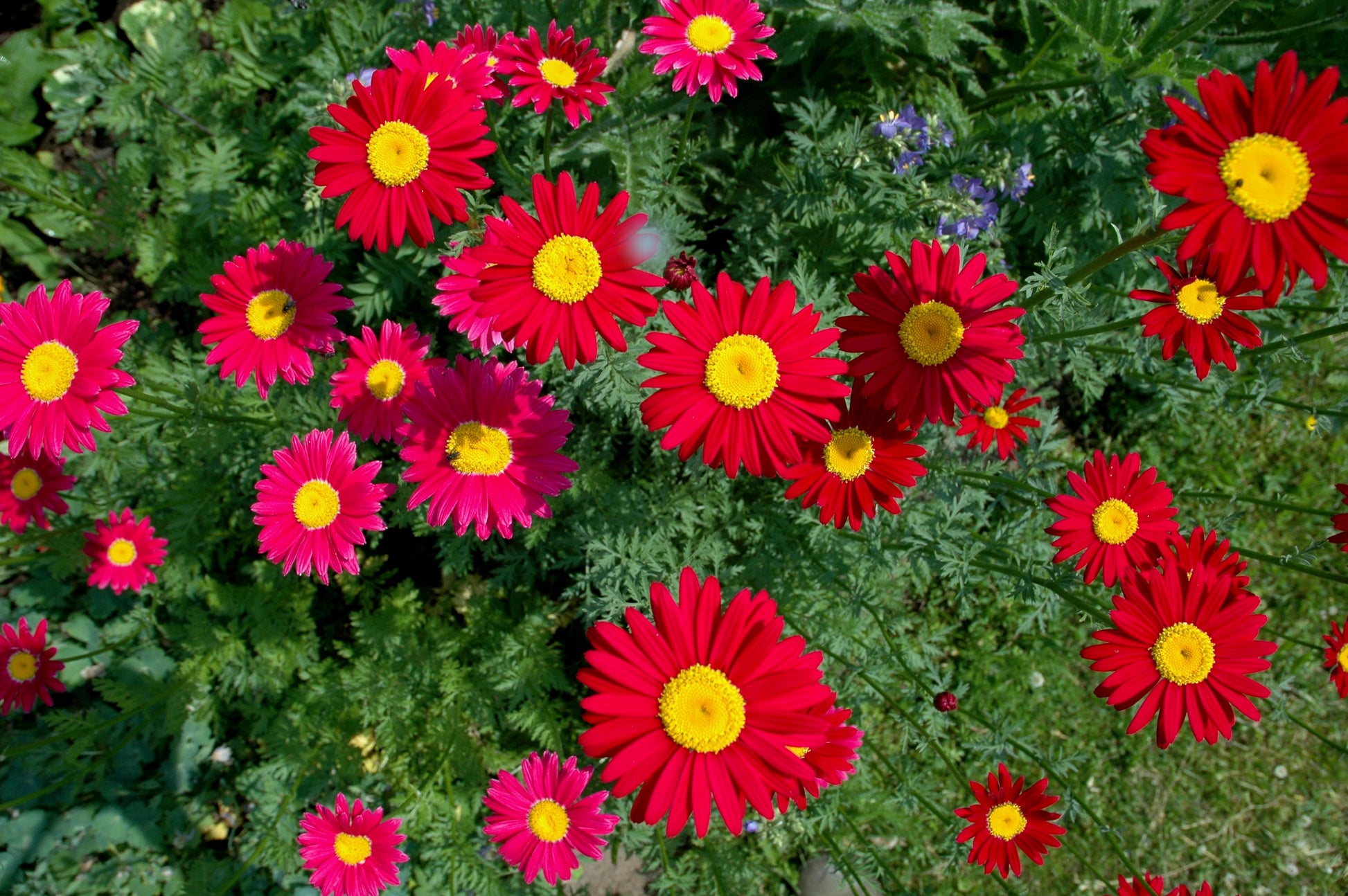 Tanacetum coccineum ‘Robinson's Red’ - Margarida Pintada, Piretro Vermelho - Imagem 9