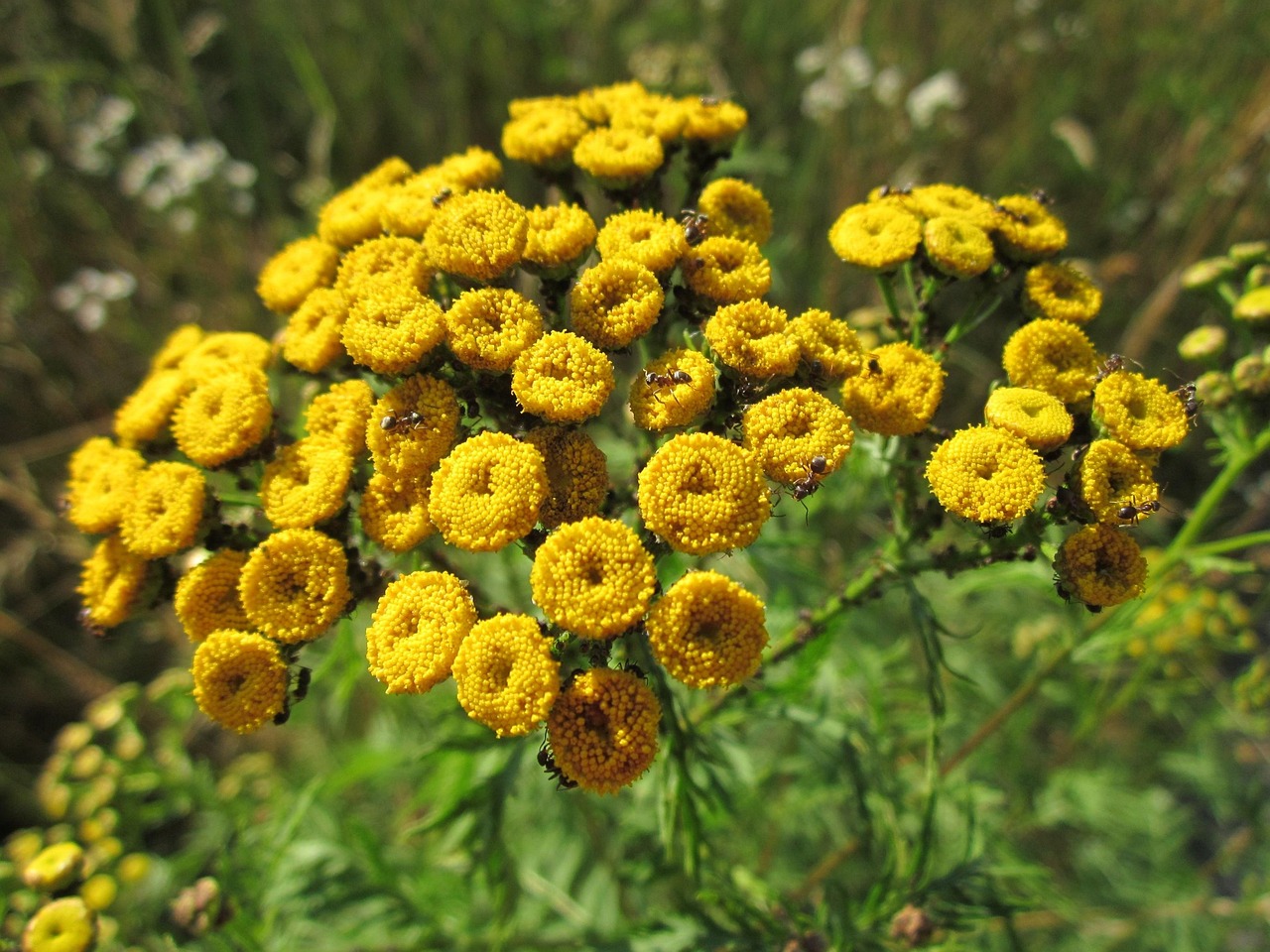 Tanacetum vulgare - Catinga de Mulata, Atanásia, Tanaceto, Erva dos Vermes, Palma Crespa - Imagem 3