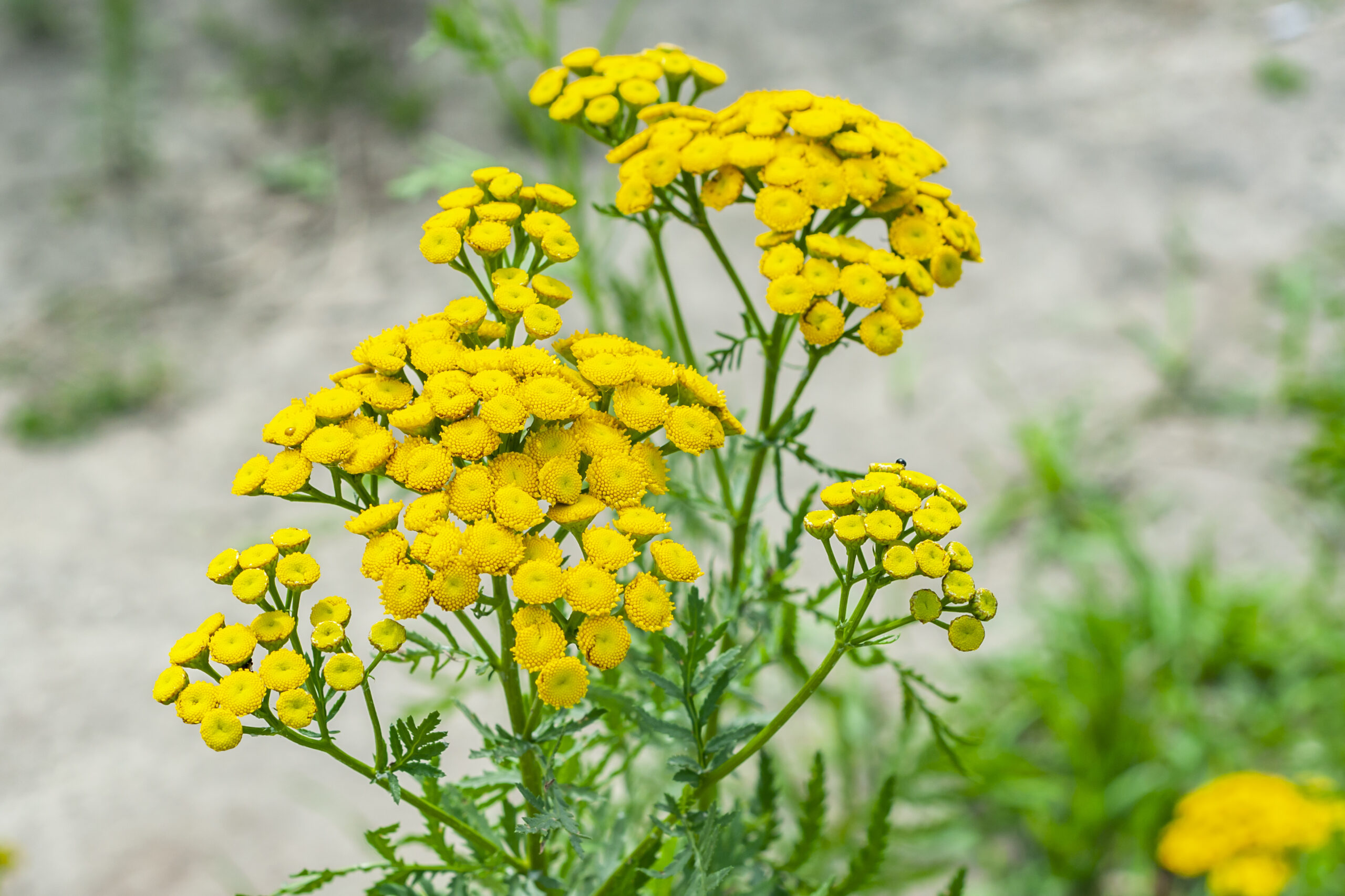 Tanacetum vulgare - Catinga de Mulata, Atanásia, Tanaceto, Erva dos Vermes, Palma Crespa - Imagem 4