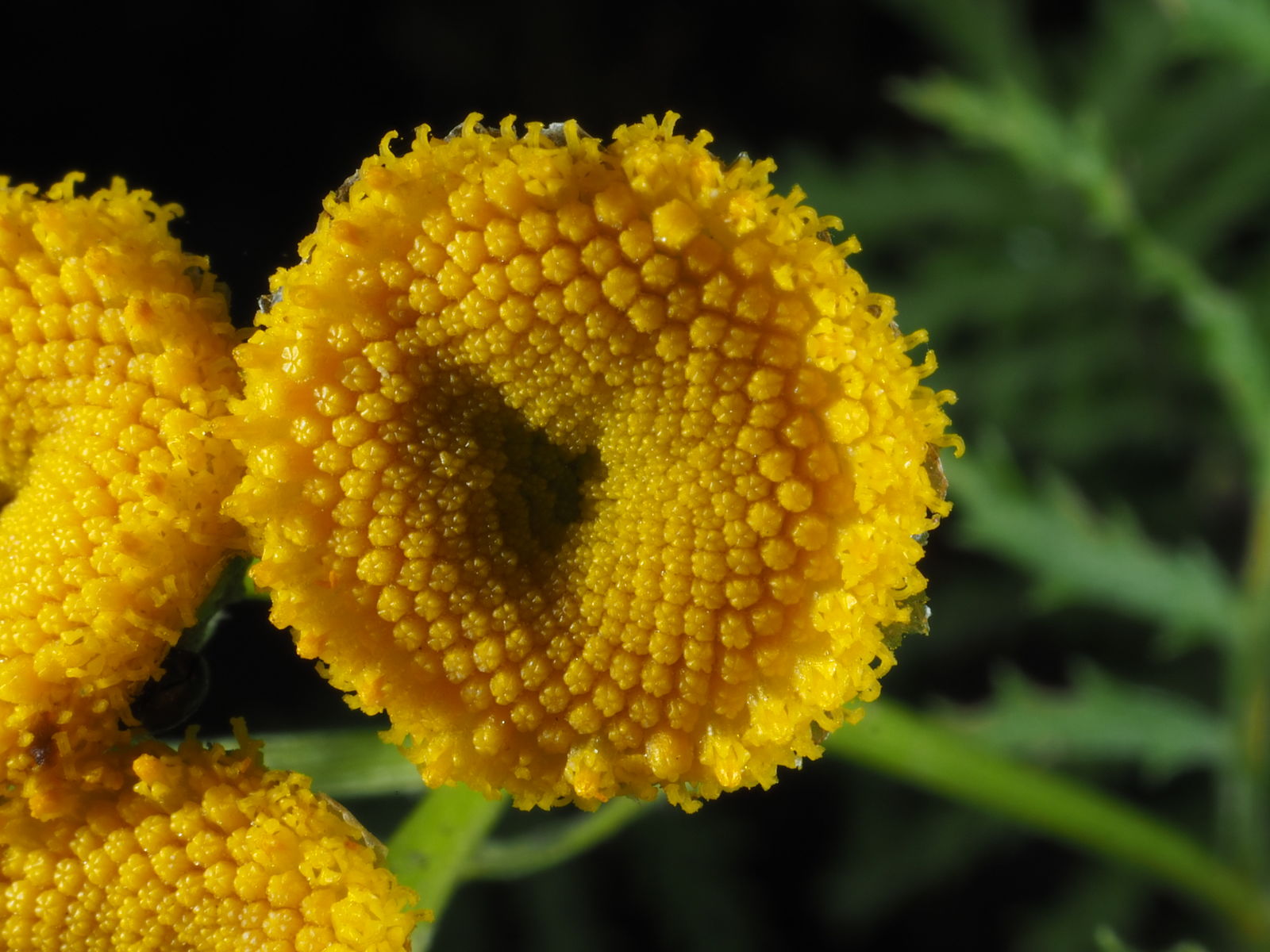 Tanacetum vulgare - Catinga de Mulata, Atanásia, Tanaceto, Erva dos Vermes, Palma Crespa - Imagem 5
