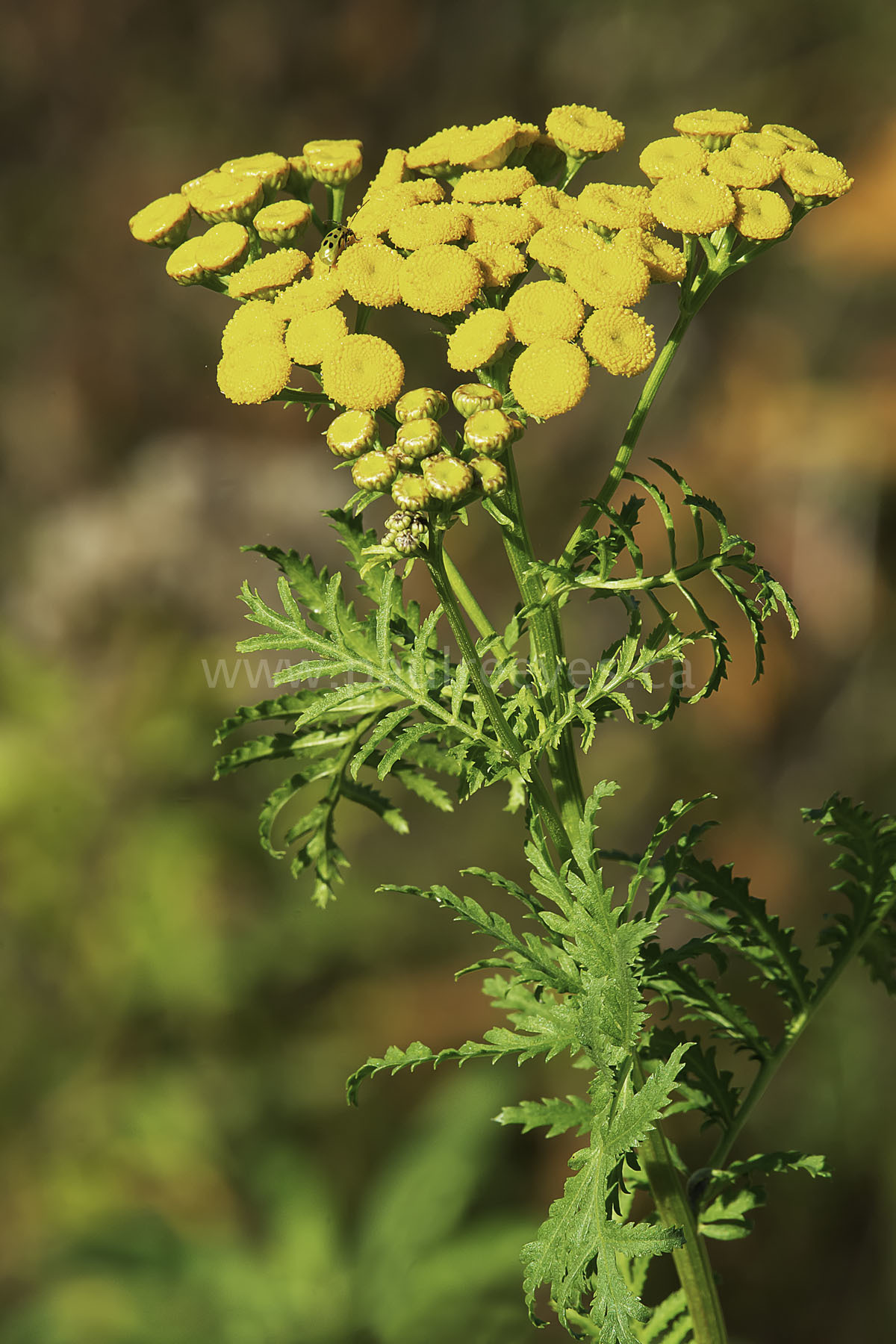 Tanacetum vulgare - Catinga de Mulata, Atanásia, Tanaceto, Erva dos Vermes, Palma Crespa - Imagem 6