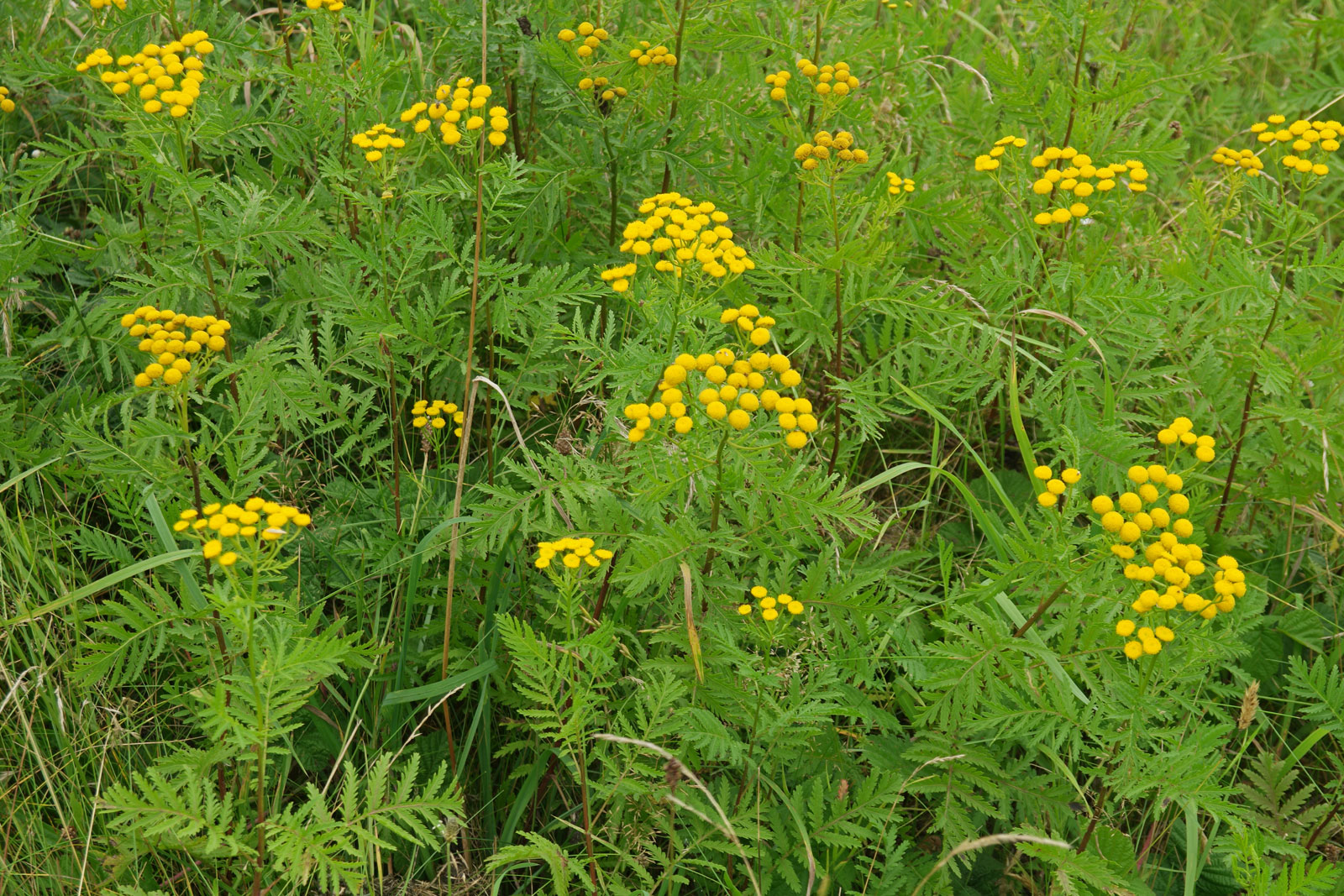 Tanacetum vulgare - Catinga de Mulata, Atanásia, Tanaceto, Erva dos Vermes, Palma Crespa - Imagem 7
