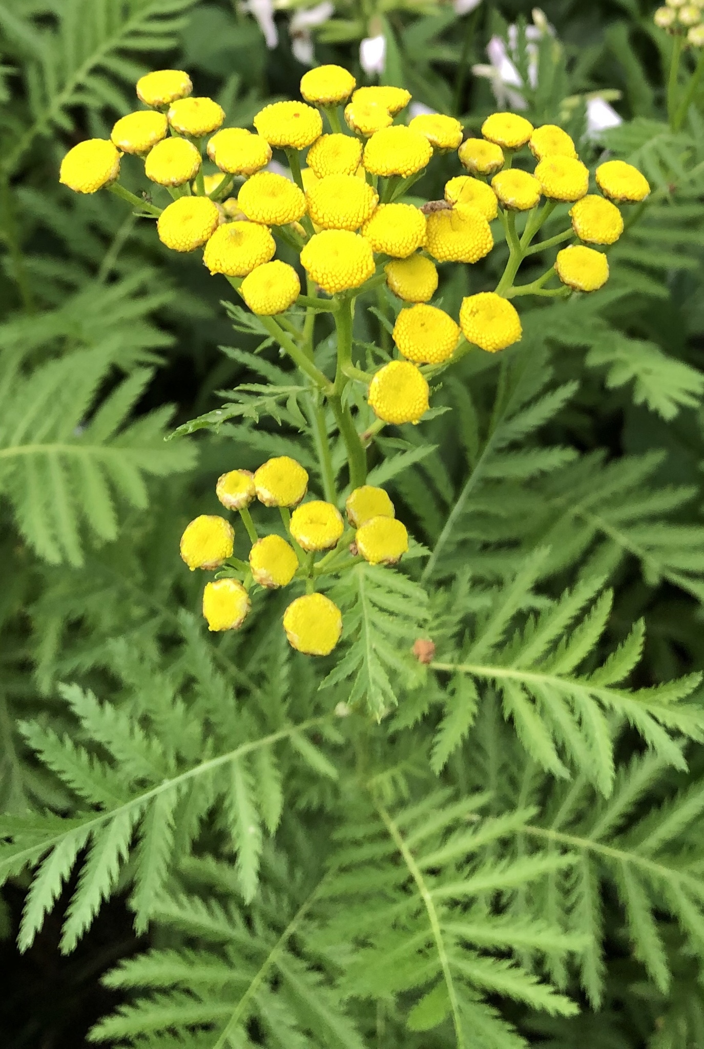 Tanacetum vulgare - Catinga de Mulata, Atanásia, Tanaceto, Erva dos Vermes, Palma Crespa - Imagem 8