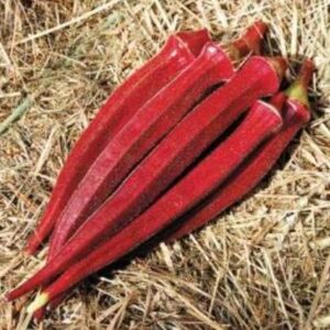 Abelmoschus esculentus Red Burgundy - Quiabo Vermelho Borgonha