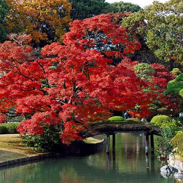 Acer rubrum - Bordo Vermelho, Maple Vermelho - Imagem 2