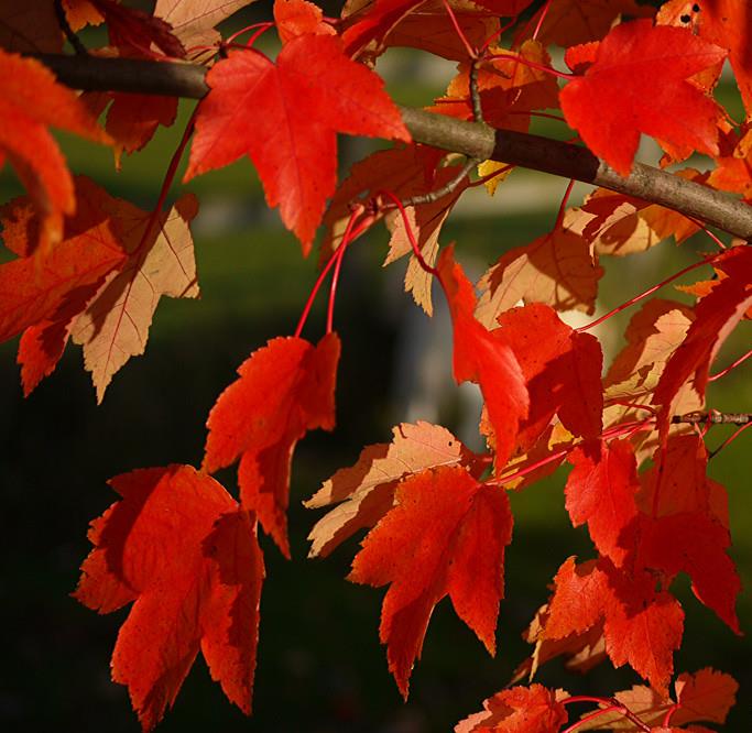 Acer rubrum - Bordo Vermelho, Maple Vermelho - Imagem 3