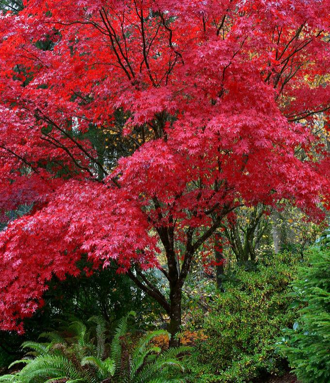Acer rubrum - Bordo Vermelho, Maple Vermelho - Imagem 4