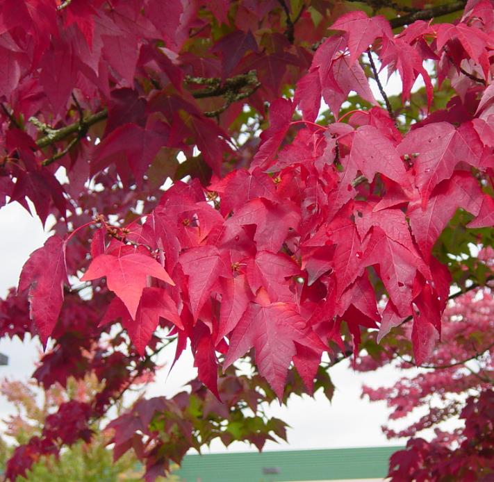 Acer rubrum - Bordo Vermelho, Maple Vermelho - Imagem 5